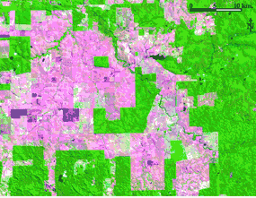 Les formes de la déforestation.
