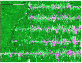 Les formes de la déforestation.