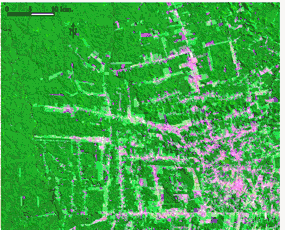 Les formes de la déforestation.